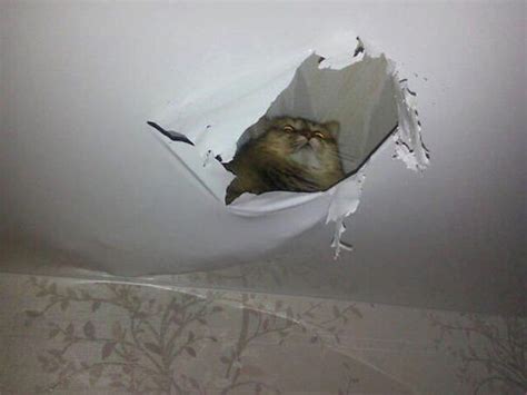 Cat On The Ceiling 